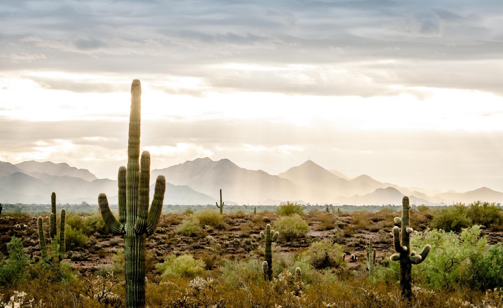 Sonoran Desert Adventure